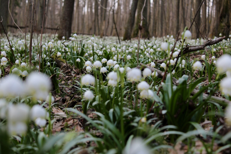 Tip na výlet: Jaro je tady. Stavte se v lese Jechovec, tam vás okouzlí největší bleduliště ve střední Evropě
