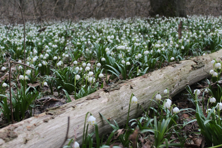 Tip na výlet: Jaro je tady. Stavte se v lese Jechovec, tam vás okouzlí největší bleduliště ve střední Evropě