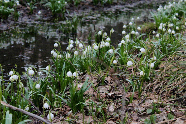 Tip na výlet: Jaro je tady. Stavte se v lese Jechovec, tam vás okouzlí největší bleduliště ve střední Evropě