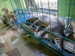 Zabavený luskoun ostrovní.