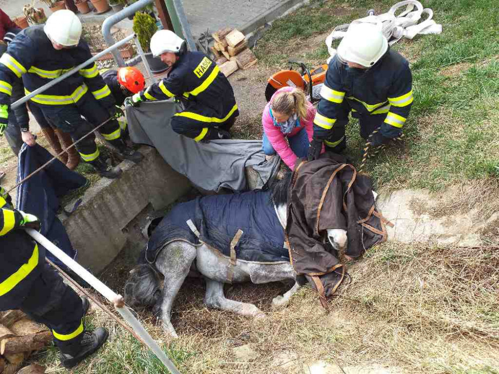 Hasiči pomáhali zvířatům v nesnázích. Zachránili koně i ovci