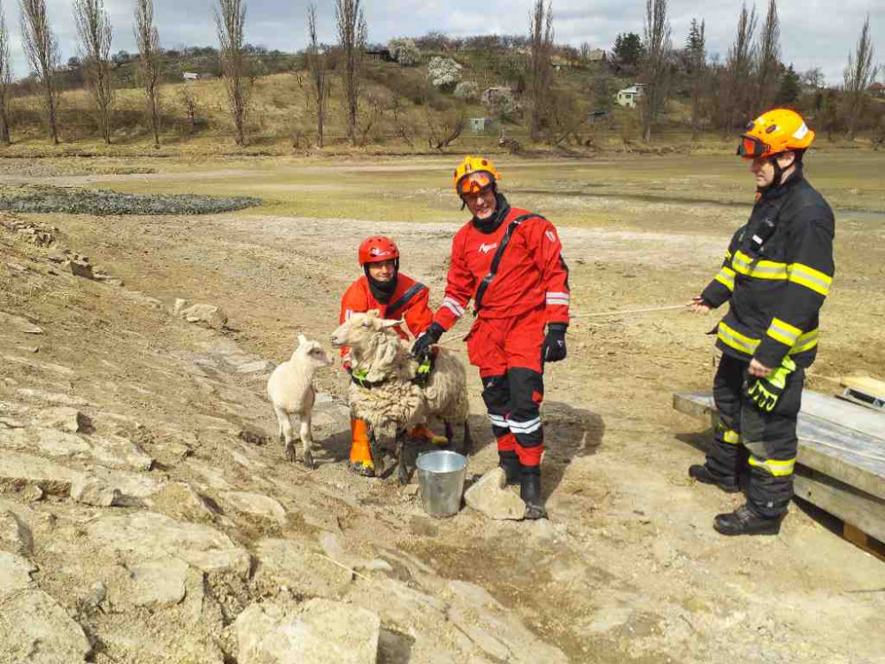 Hasiči pomáhali zvířatům v nesnázích. Zachránili koně i ovci