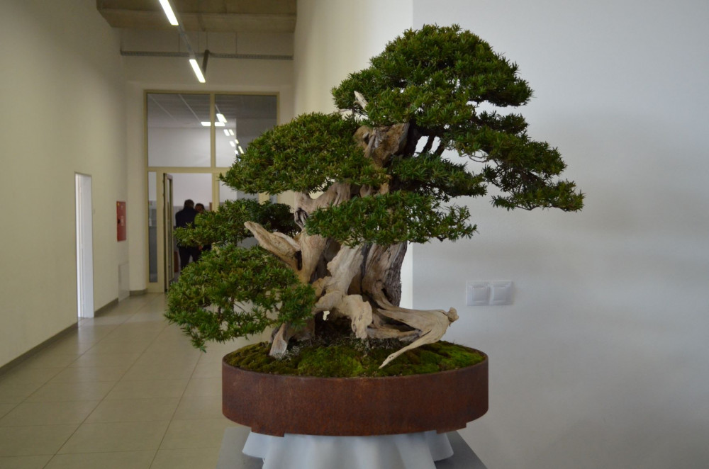 Na jarní Floře v Olomouci bude vystavená přes šest set let stará bonsaj z tisu
