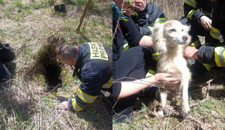 VIDEO: Pes uvízl ve třímetrové šachtě. Ke šťastné paničce se vrátil díky hasičům