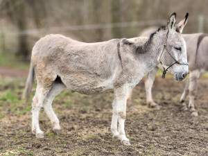 Nepromyšlený plán málem skončil smrtí březích oslic. Táborská zoo pomohla se záchranou