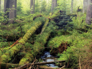 Turisté nesmí do části Boubínského pralesa. Hrozí pád suchých stromů