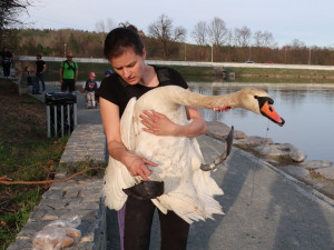 Statečná zubní lékařka má unikátní specializaci, přímo v terénu zachraňuje životy zraněným labutím