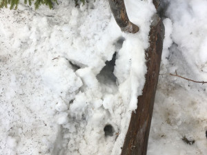 Ztracený trůn krále Zmizelé Šumavy je už opět na původním místě, našel ho náhodně jeden turista