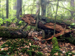 Snímky z Boubínského pralesa, který je národní přírodní rezervací.