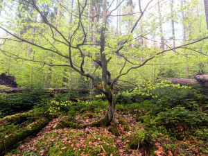 Snímky z Boubínského pralesa, který je národní přírodní rezervací.