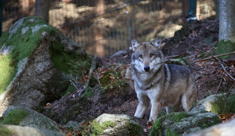 Vlčí smečka v Srní přišla o samici Pandoru, v Kvildě uhynul rys David