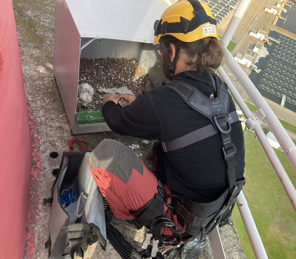 Zkušený ornitolog sokolí mláďata šetrně okroužkoval.