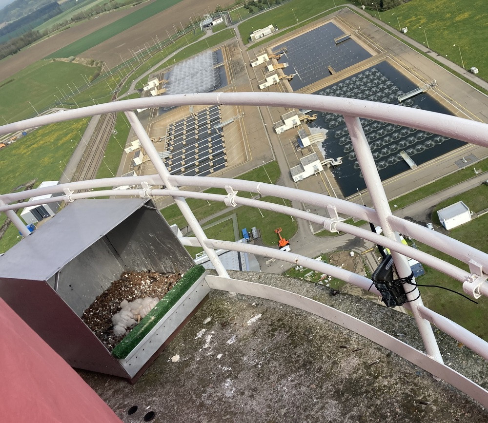 Mláďata se narodila v budce na druhé nejvyšší stavbě temelínské elektrárny - stometrovém ventilačním komíně.