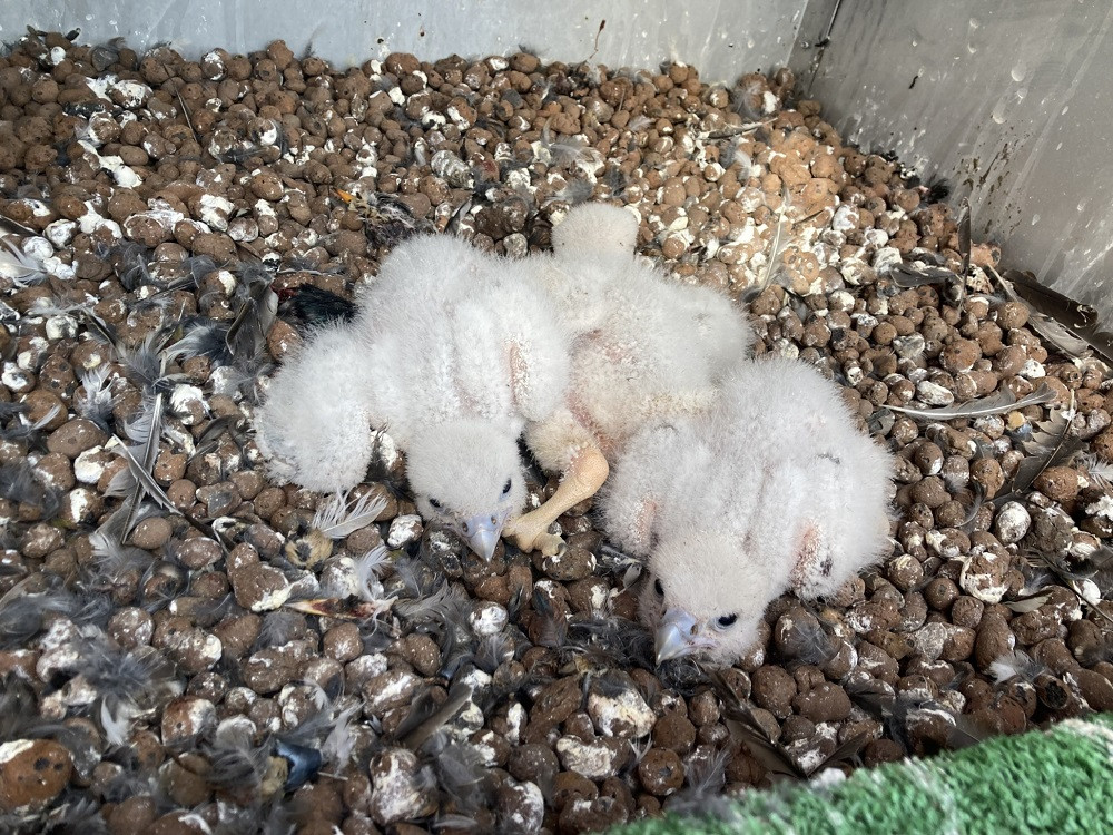 Jde o tři samičky staré necelé dva týdny. Temelínští je rovnou pojmenovali - Valerie, Evženie a Alexandra.