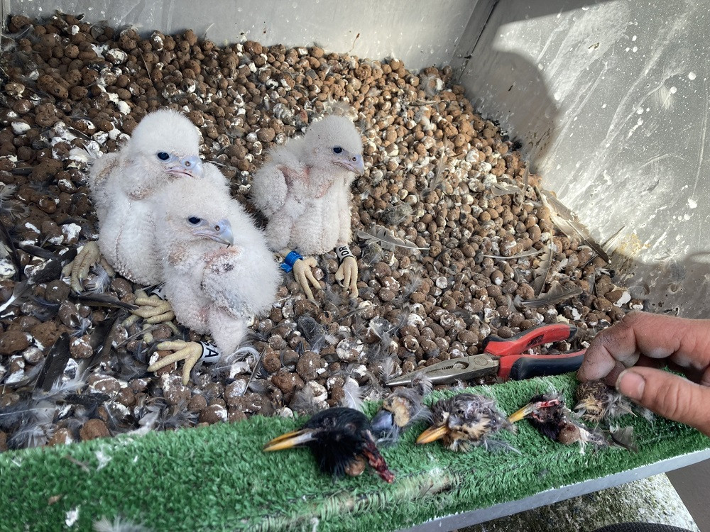 Jde o tři samičky staré necelé dva týdny. Temelínští je rovnou pojmenovali - Valerie, Evženie a Alexandra.