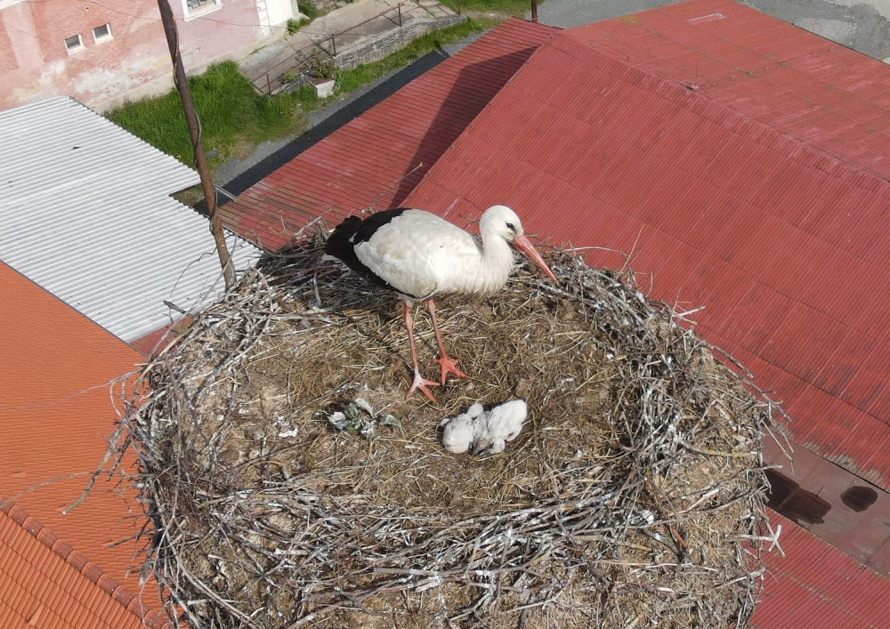 Šlo o minuty, dramatická záchrana tří čerstvě vylíhnutých čapích mláďat z hnízda od jejich ovdovělé matky