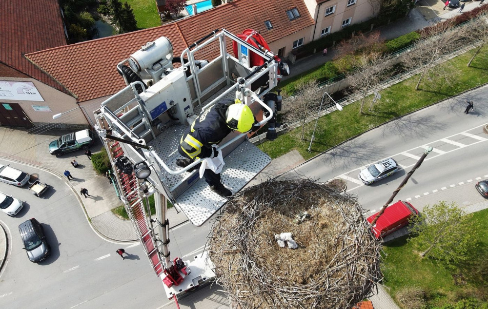 Šlo o minuty, dramatická záchrana tří čerstvě vylíhnutých čapích mláďat z hnízda od jejich ovdovělé matky