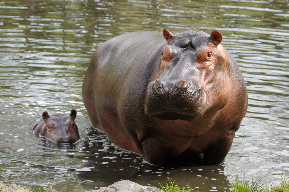 Safari Park Dvůr Králové vypustil do venkovní expozice stádo sedmi hrochů
