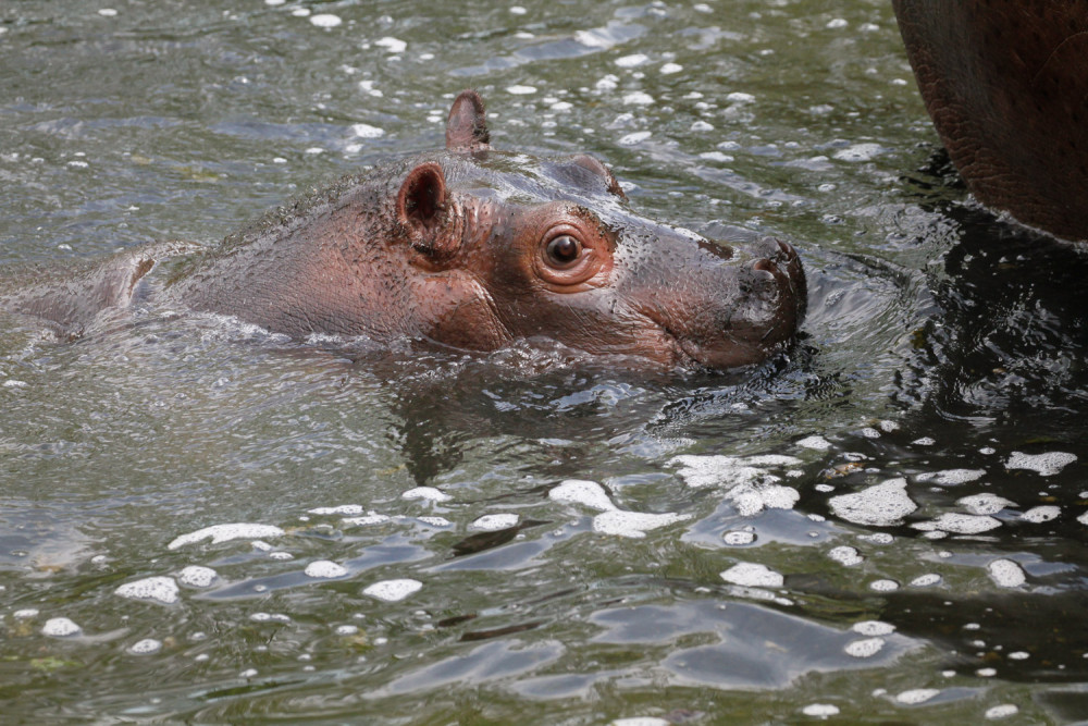 Safari Park Dvůr Králové vypustil do venkovní expozice stádo sedmi hrochů