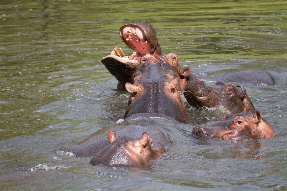 Safari Park Dvůr Králové vypustil do venkovní expozice stádo sedmi hrochů