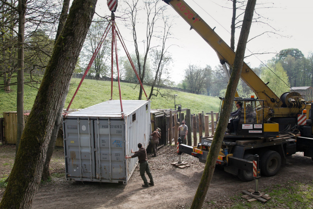 Safari Park Dvůr Králové vypustil do venkovní expozice stádo sedmi hrochů
