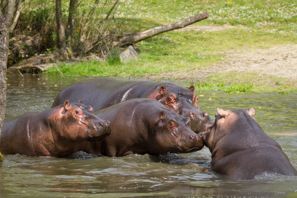 Safari Park Dvůr Králové vypustil do venkovní expozice stádo sedmi hrochů