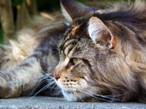 Státní veterinární správa Libereckého kraje odhalila zfalšované očkování koťat z Ukrajiny. Měla mířit do USA