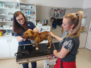 Do Brna přijeli první ukrajinští psi. Útulek je nabídne k adopci