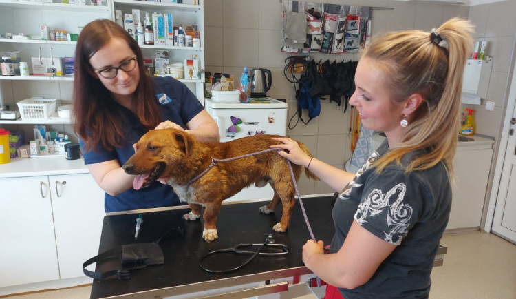 Brněnský útulek přivítal první psy z Ukrajiny. Čtveřici nabídne k adopci.