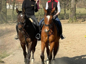 Jeden kůň budí větší respekt než deset policistů na zemi, říká vedoucí oddělení jízdní policie ve Frýdlantu