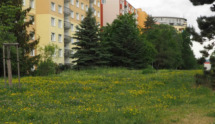 V Praze 12 bojují proti suchu. Trávníky dosévají jetelem a štírovníkem