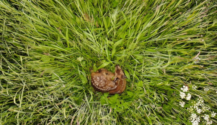 Každý rok zemře při sečích na loukách až 60 tisíc srnčat, zachraňují je dobrovolníci i dronaři s termokamerou.