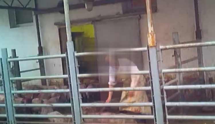 Aktivisté ukázali drsné video z jihomoravských jatek. Tahají prasata za uši a bijí je, zlobí se.