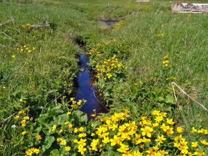 V místě krvavé bitvy Američanů s Němci na šumavském Zhůří odhalí nový památník, připomene i invazi