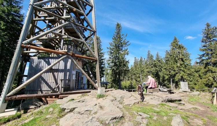 Koně tahají dřevo na Boubín. Rekonstrukce uzavře rozhlednu na tři týdny.