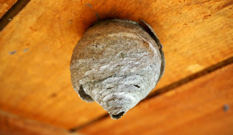 size3-16541710691608-103-vosy-a-srsni-byvaji-nezvanymi-navstevniky-v-blizkosti-nasich-obydli-hasici-radi-jak-se-hnizda-bezpec