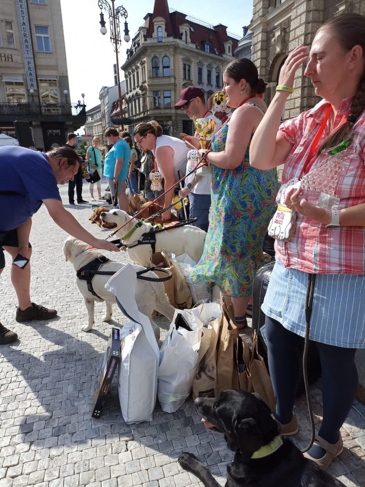 Orientace v prostoru i poslušnost. Vodící psi soutěžili před radnicí