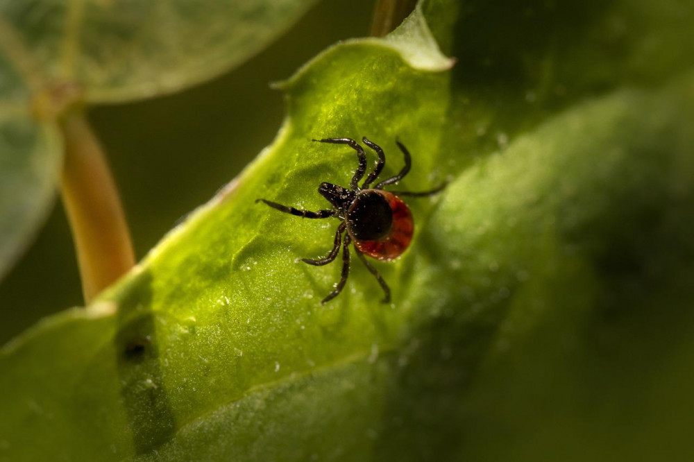 Aktivita klíšťat na jihu Čech je mimořádná, varují hygienici