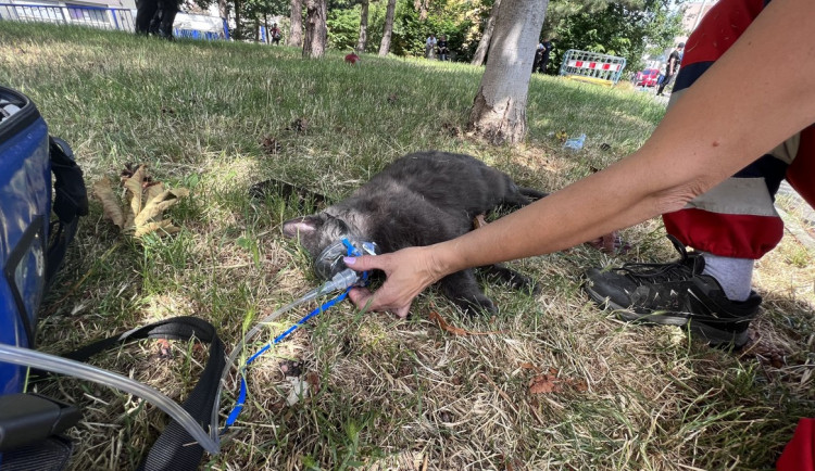 VIDEO: Při požáru bytu v Praze se zranili dva lidé. Jedna kočka požár nepřežila