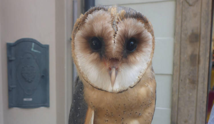 Podvodnice nabízela lidem focení s ohroženou sovou. Žena skončila v poutech, sova u záchranářů