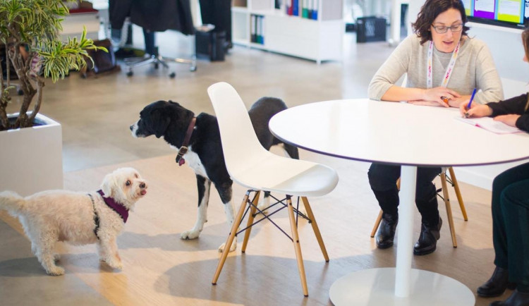 Lidé stále častěji chodí do práce se psem. V Praze stoupá obliba pet-friendly kanceláří