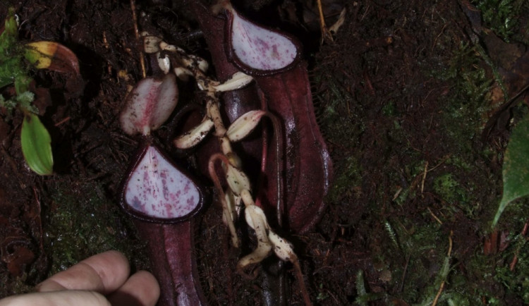 Láčkovka stydlivá je název nově objevené masožravky.