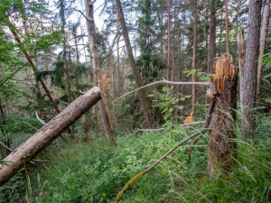 Kvůli stovkám nebezpečných a suchých stromů uzavřel národní park Šumava část trasy k Předním Paštím