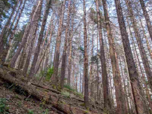Kvůli stovkám nebezpečných a suchých stromů uzavřel národní park Šumava část trasy k Předním Paštím