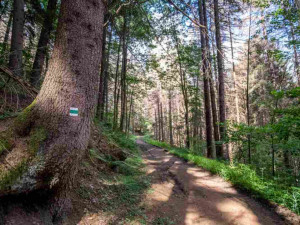 Kvůli stovkám nebezpečných a suchých stromů uzavřel národní park Šumava část trasy k Předním Paštím