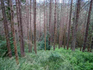 Kvůli stovkám nebezpečných a suchých stromů uzavřel národní park Šumava část trasy k Předním Paštím