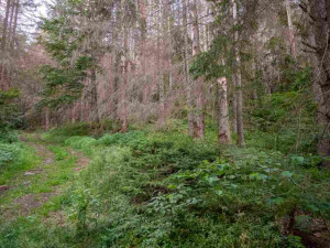Kvůli stovkám nebezpečných a suchých stromů uzavřel národní park Šumava část trasy k Předním Paštím