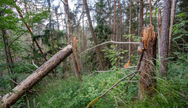 Kvůli stovkám nebezpečných a suchých stromů uzavřel národní park Šumava část trasy k Předním Paštím.