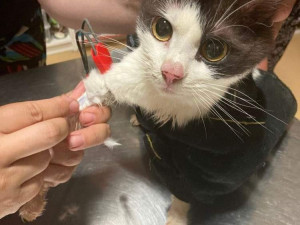 V otřesných podmínkách živořily desítky psů, díky spolkům na ochranu zvířat mají naději na normální život