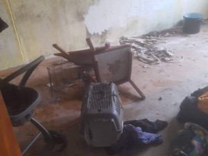 V otřesných podmínkách živořily desítky psů, díky spolkům na ochranu zvířat mají naději na normální život